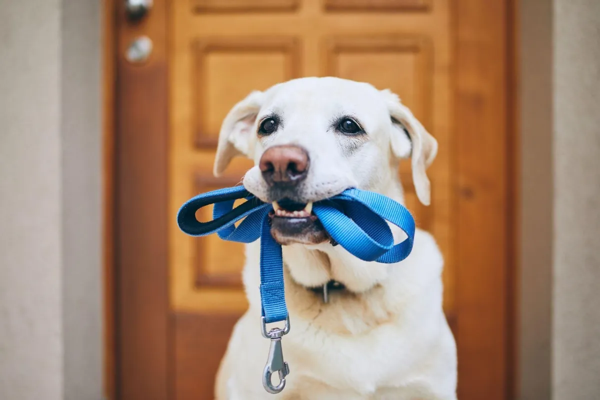 Montgomery County Advanced Obedience Training