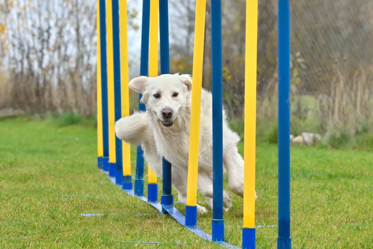 Advanced Obedience Training in Kingwood