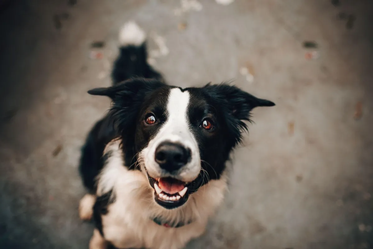 Basic Obedience Training