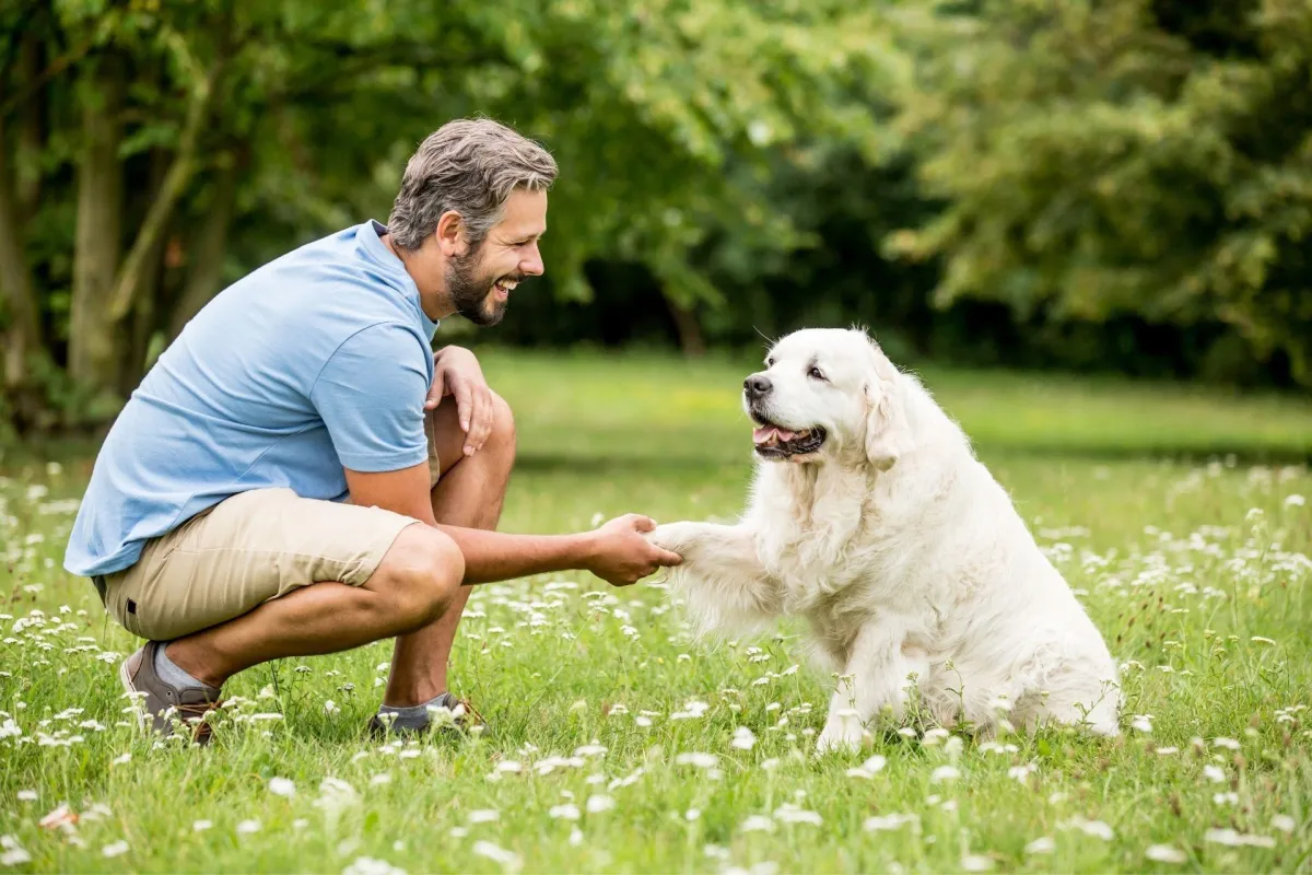 Comfort/ Therapy Dog Training in Kingwood