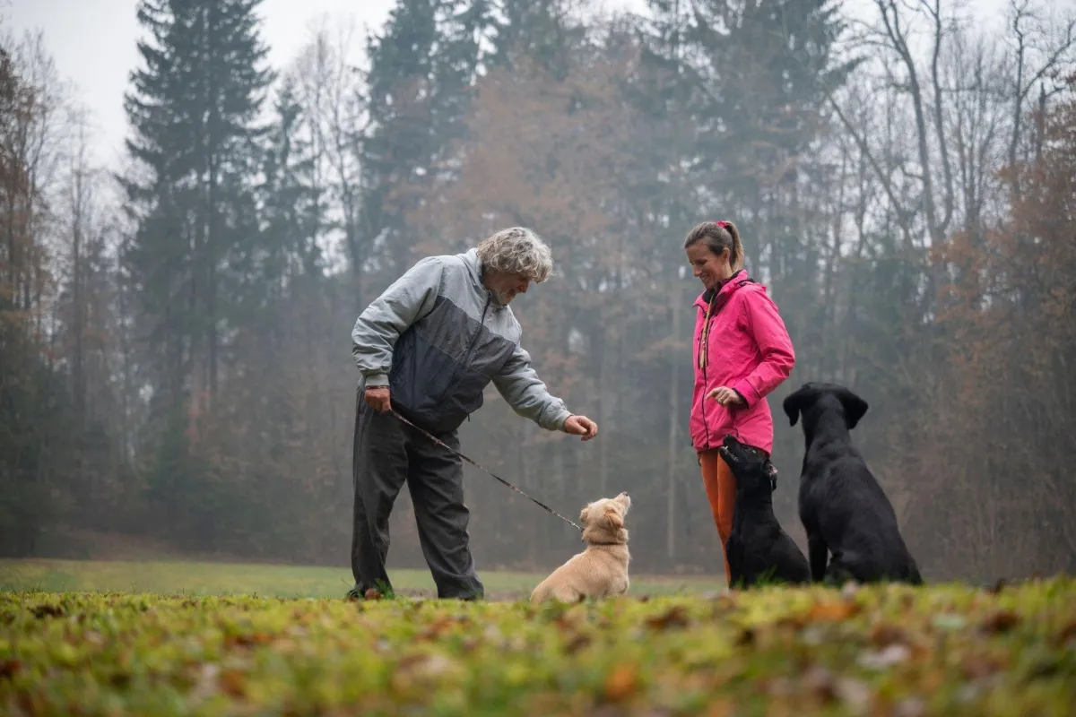  Basic Obedience Training