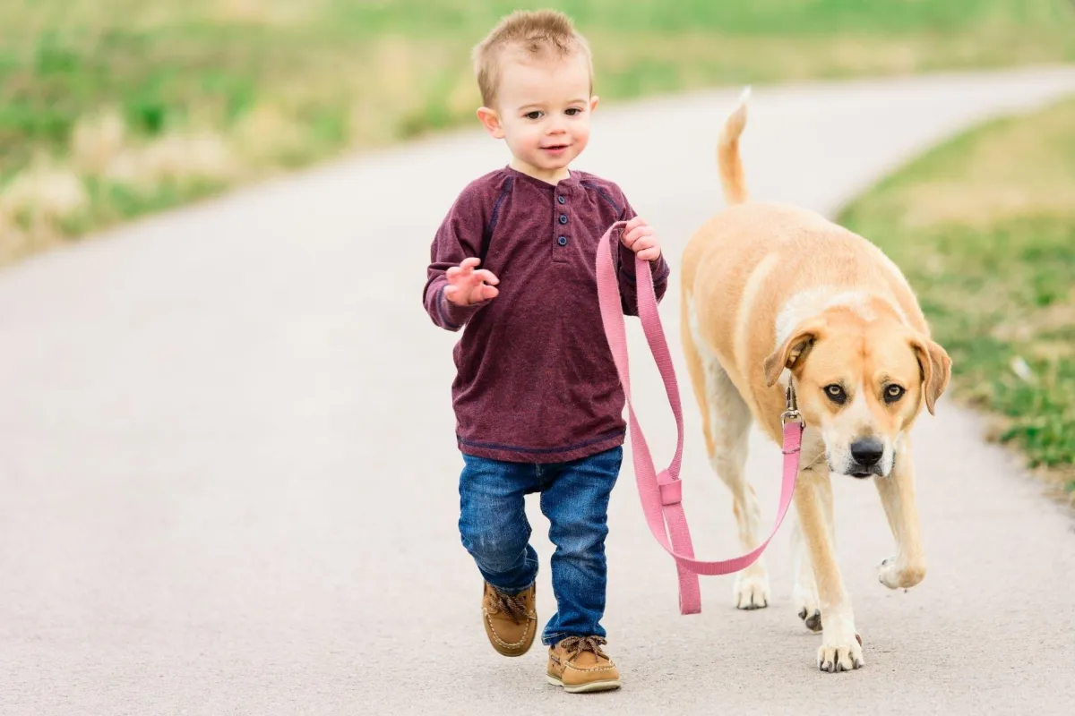 Humble Comfort/ Therapy Dog Training