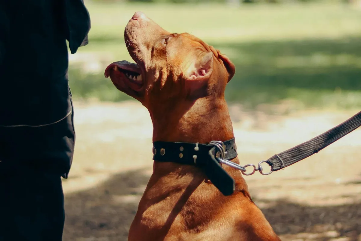  Basic Obedience Training