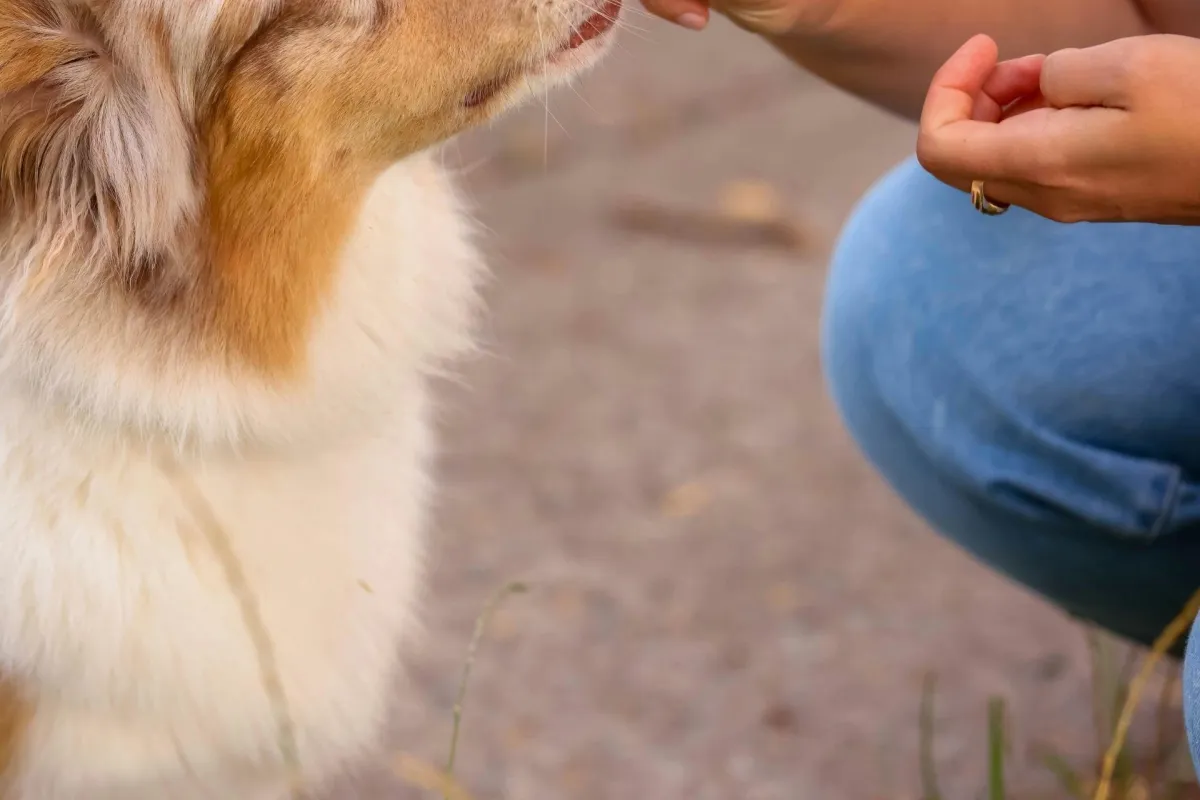 Humble Basic Obedience Training