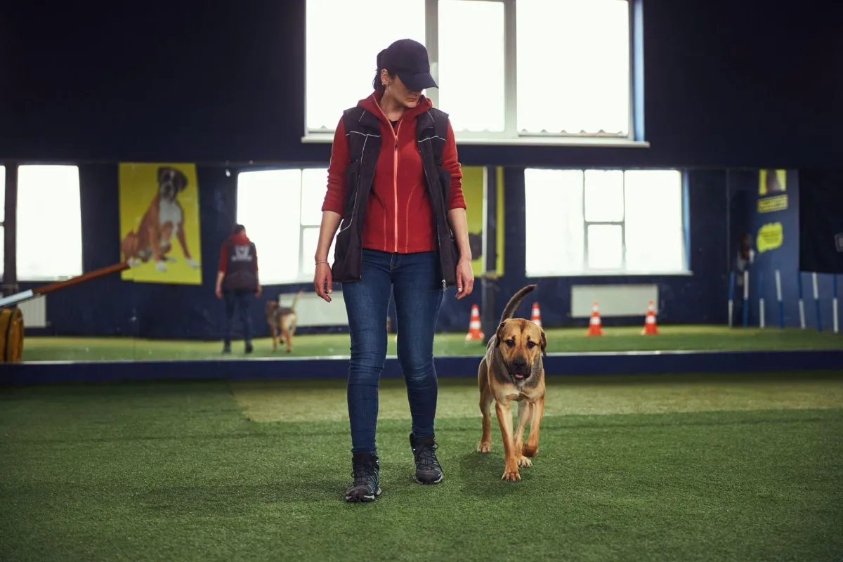 Humble Advanced Obedience Training