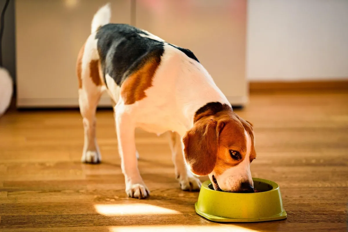  Basic Obedience Training