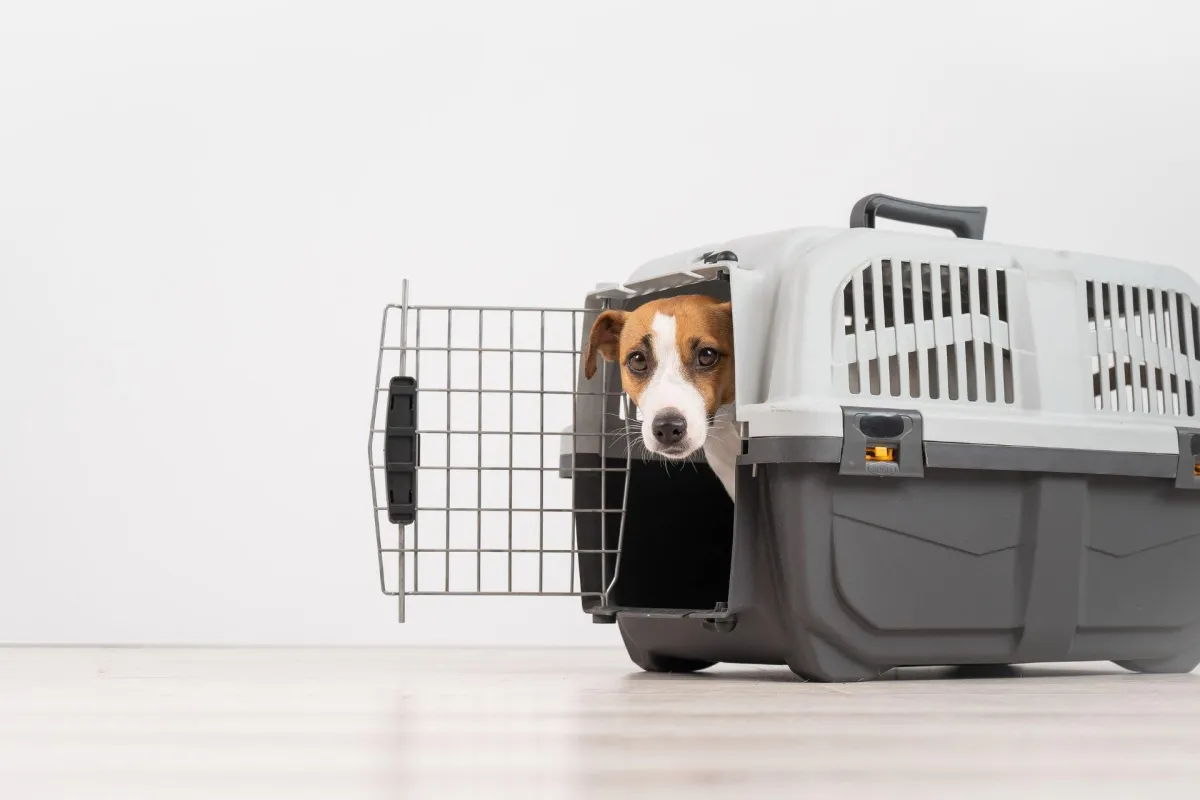  Basic Obedience Training