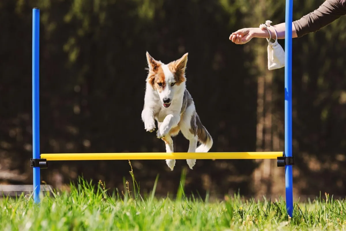Humble Advanced Obedience Training