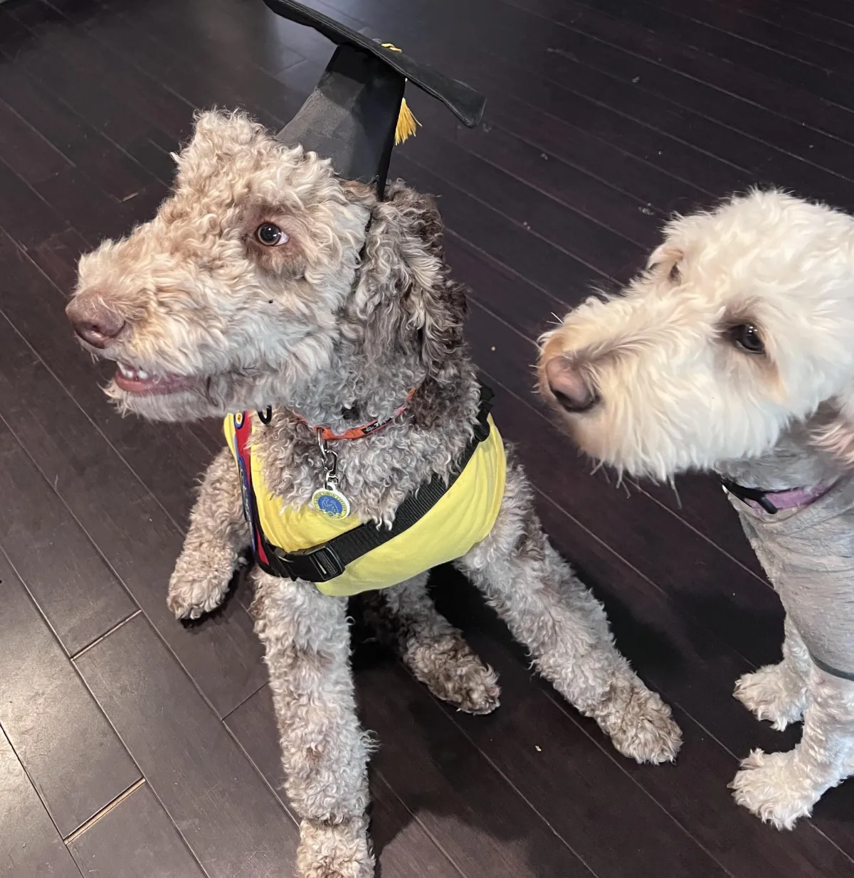 Comfort/ Therapy Dog Training Kingwood