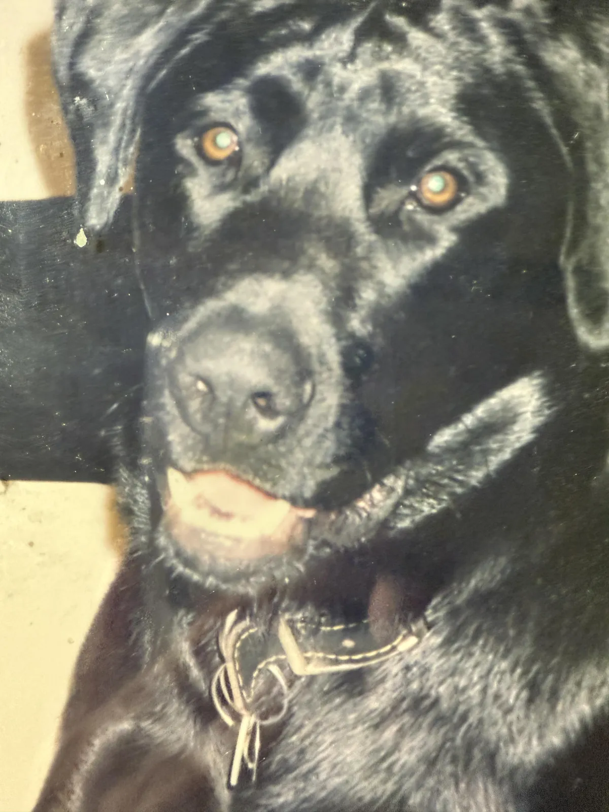  Basic Obedience Training