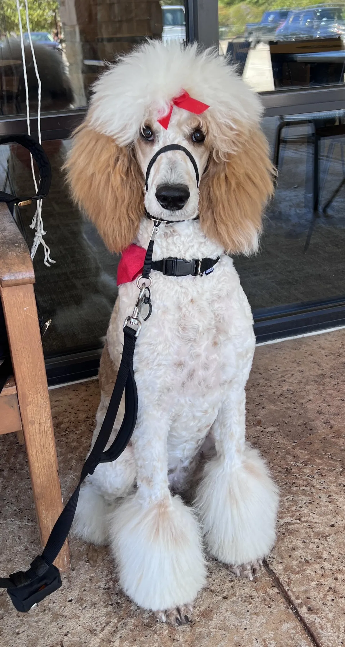 Comfort/ Therapy Dog Training Kingwood
