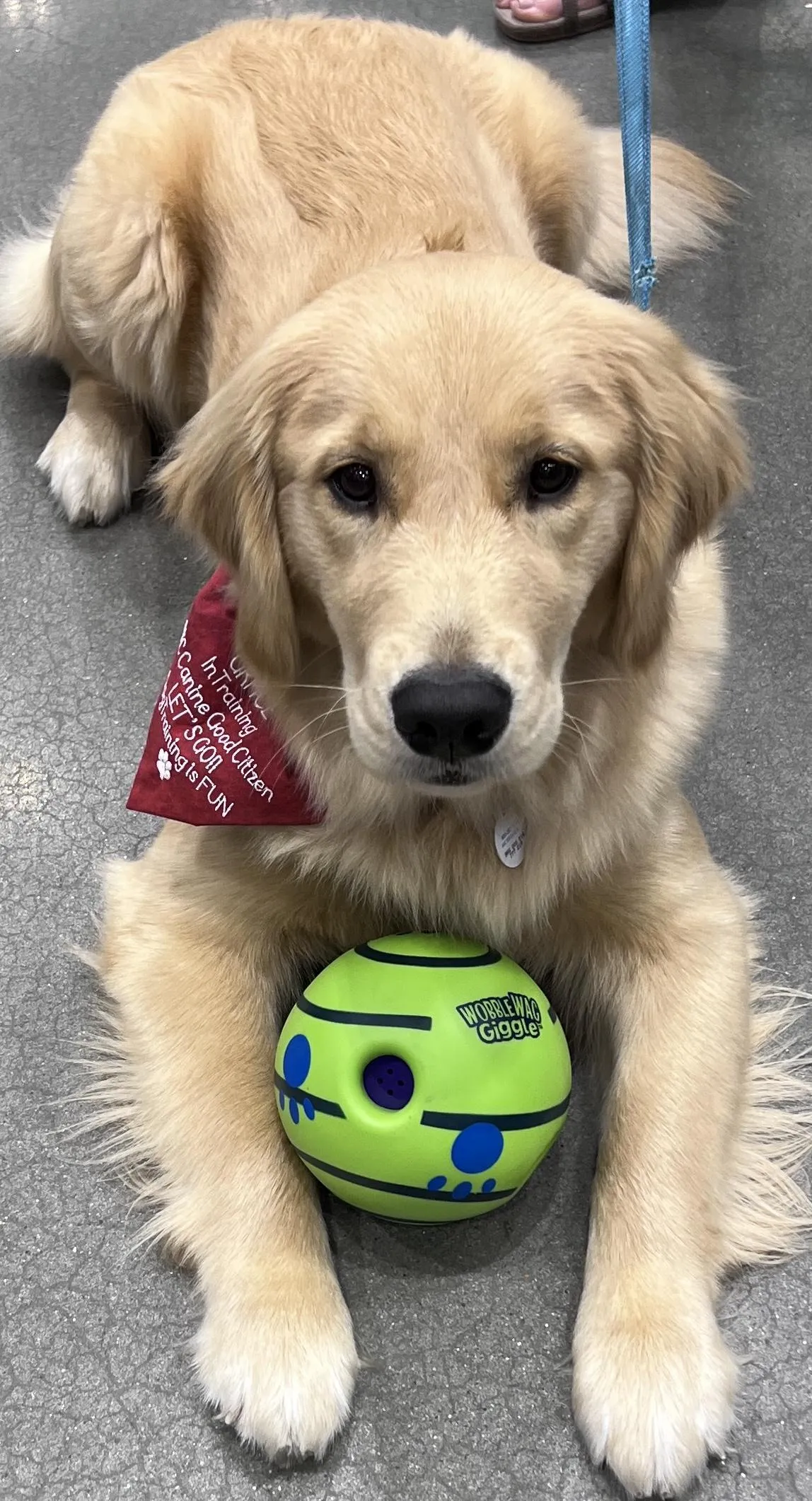 Basic Obedience Training Kingwood