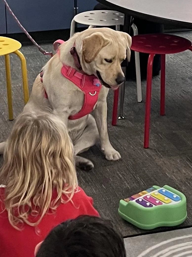 Comfort/ Therapy Dog Training 
