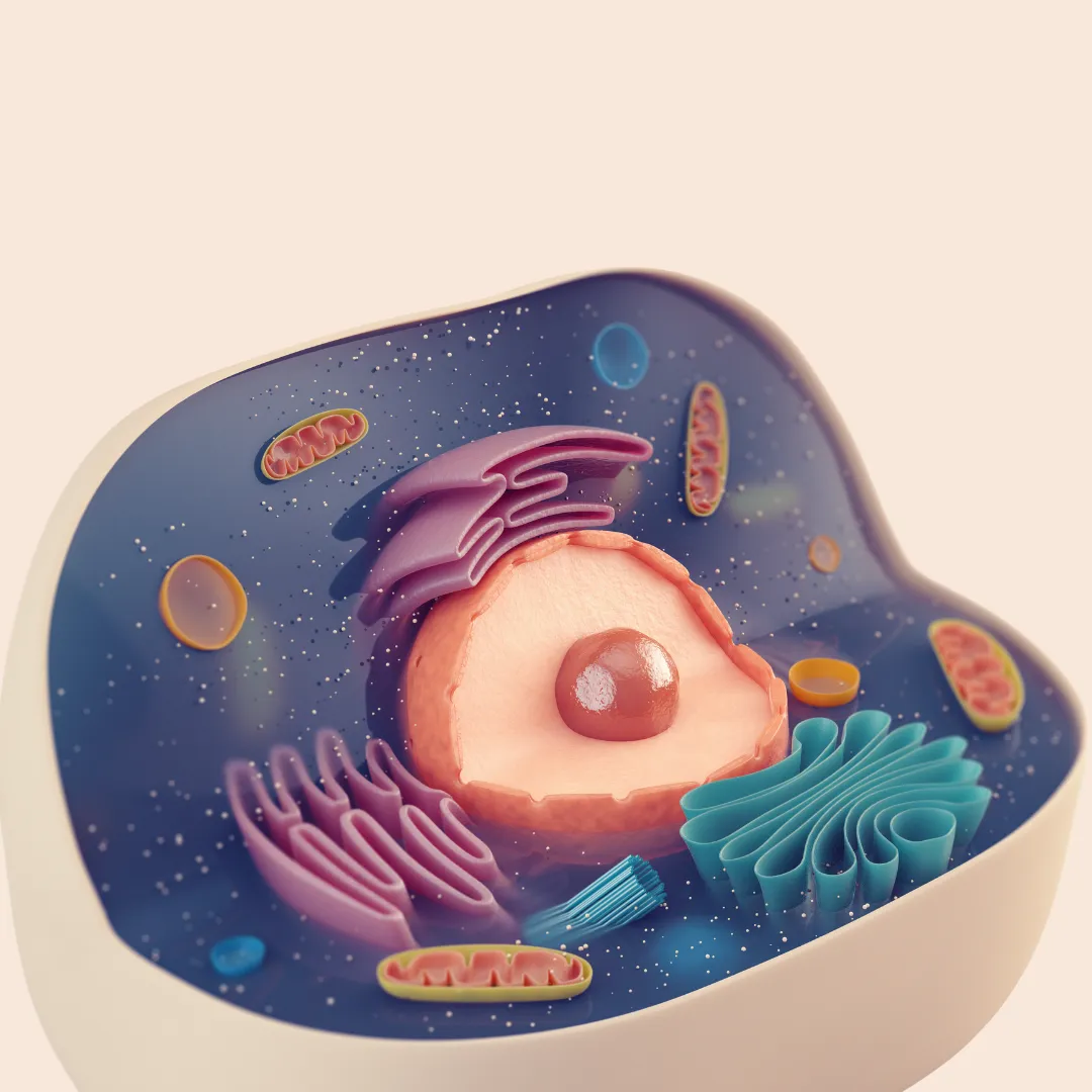 A 3D anatomical model of a human cell with visible organelles on a soft pink background.