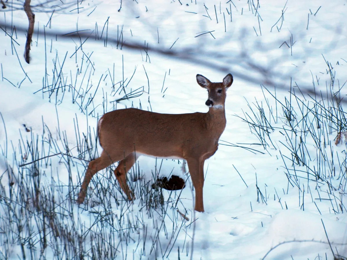 whhitetailed deer in snow