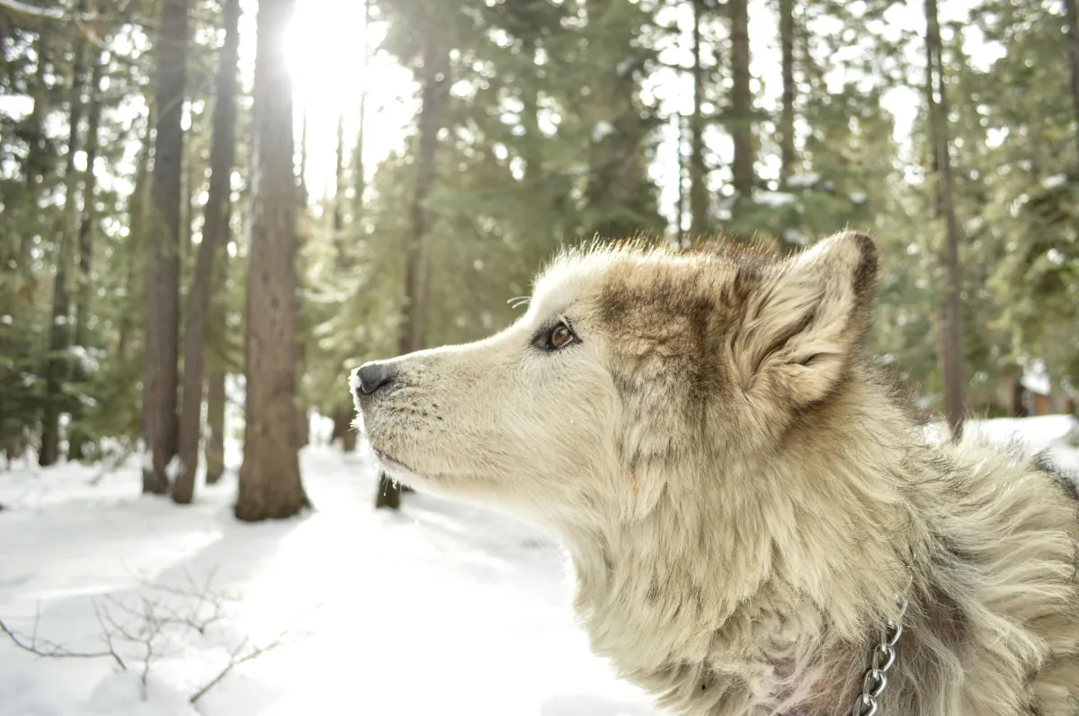 white timberwolf