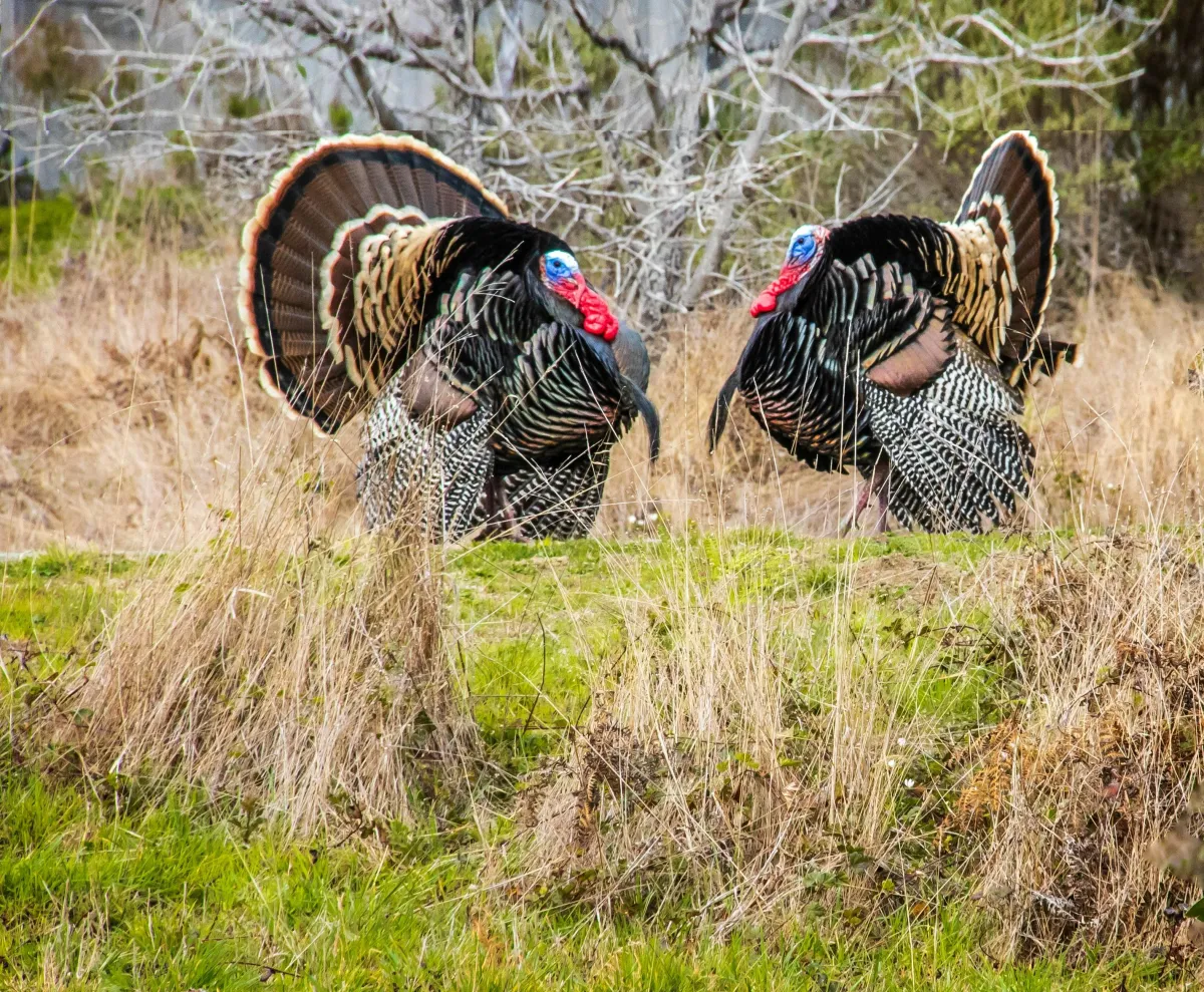 two turkeys in the field