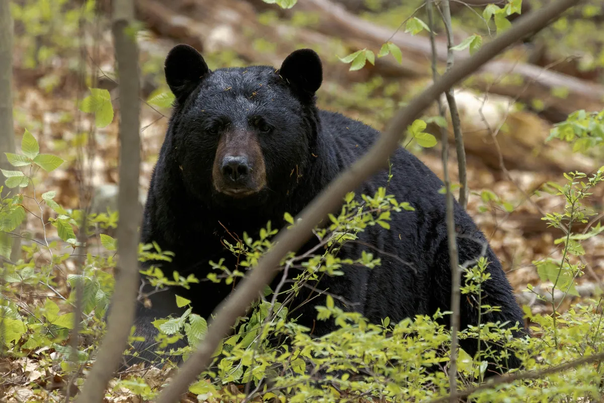 black bear in forest