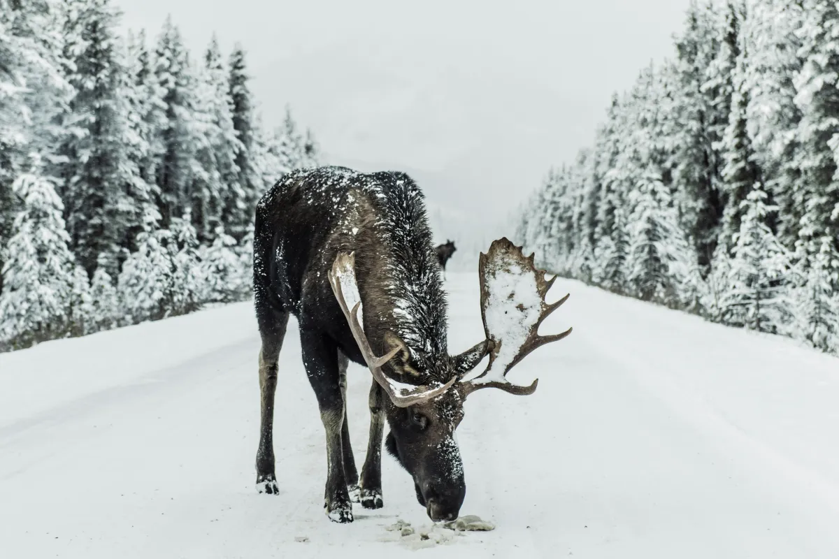 Moose in snow