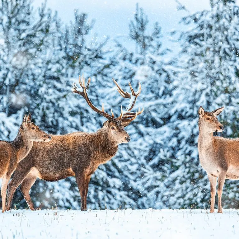 whhitetailed deer in snow