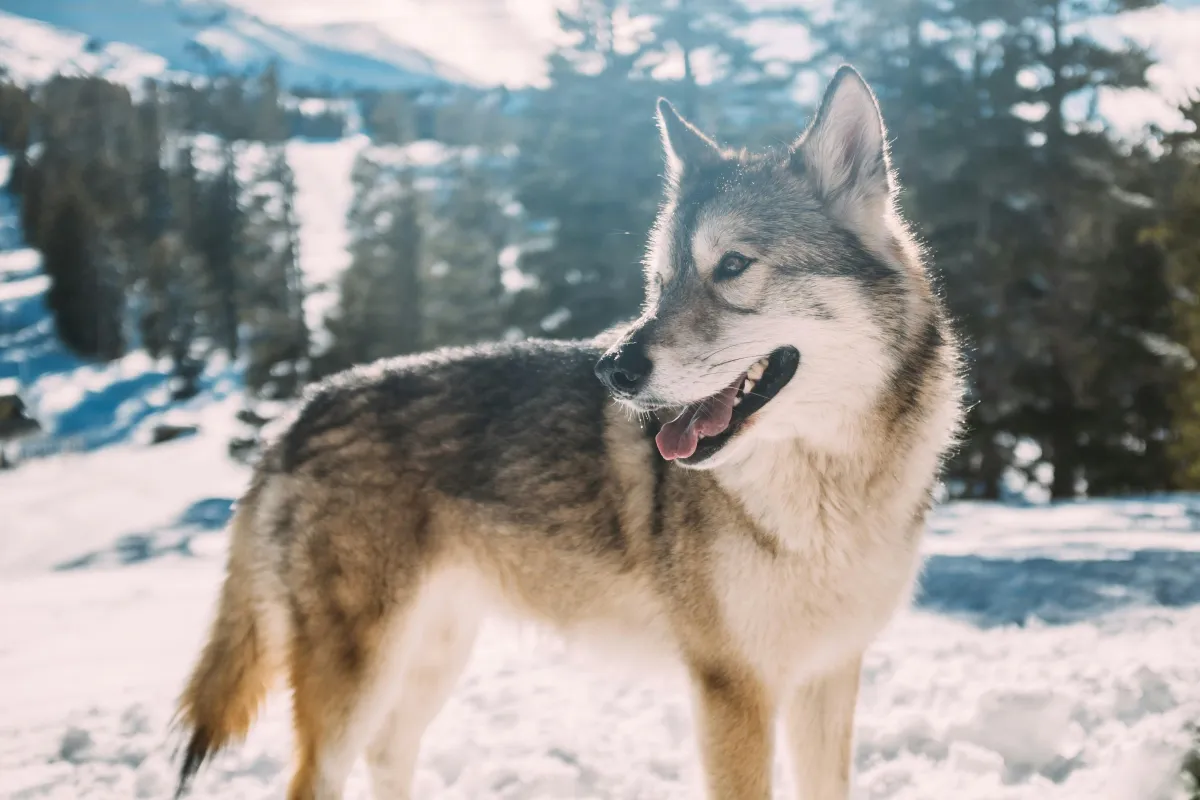 white timberwolf