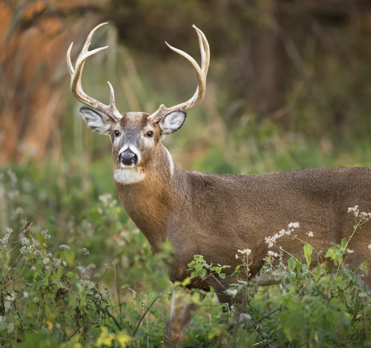 Whitetail Buck in the wilderness.