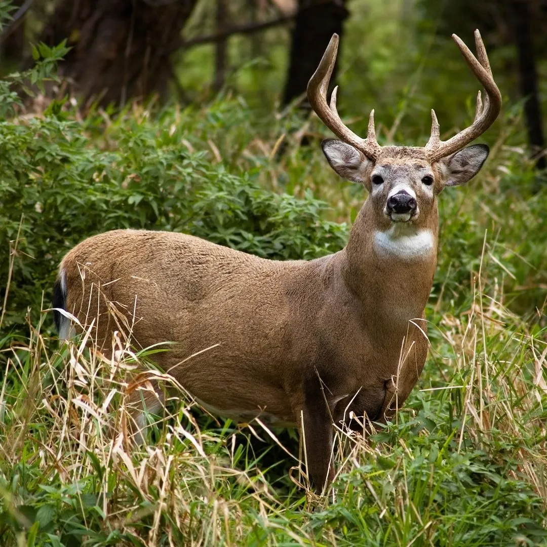 Whitetail deer in the wilderness.