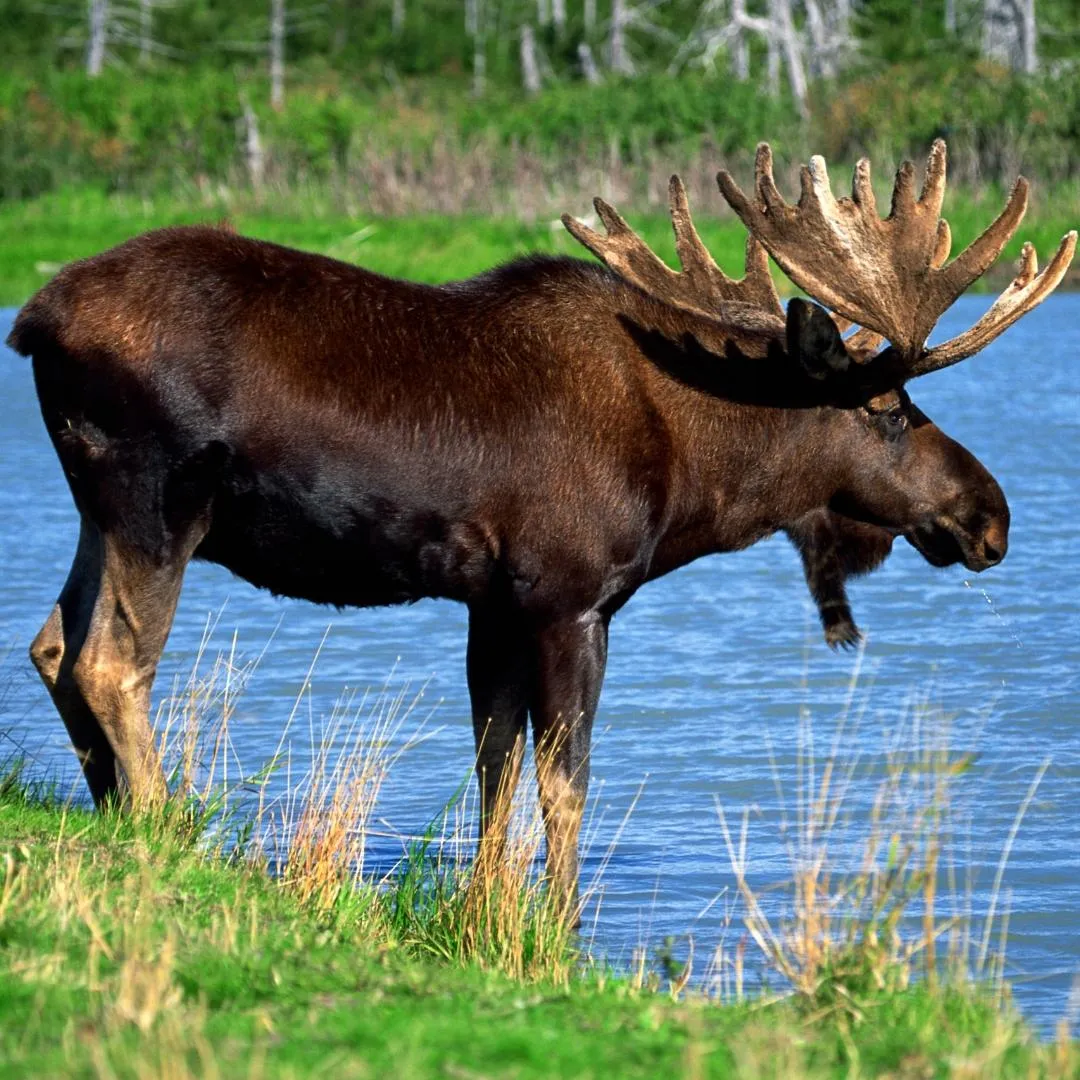 Northern Bull Moose in Canada.