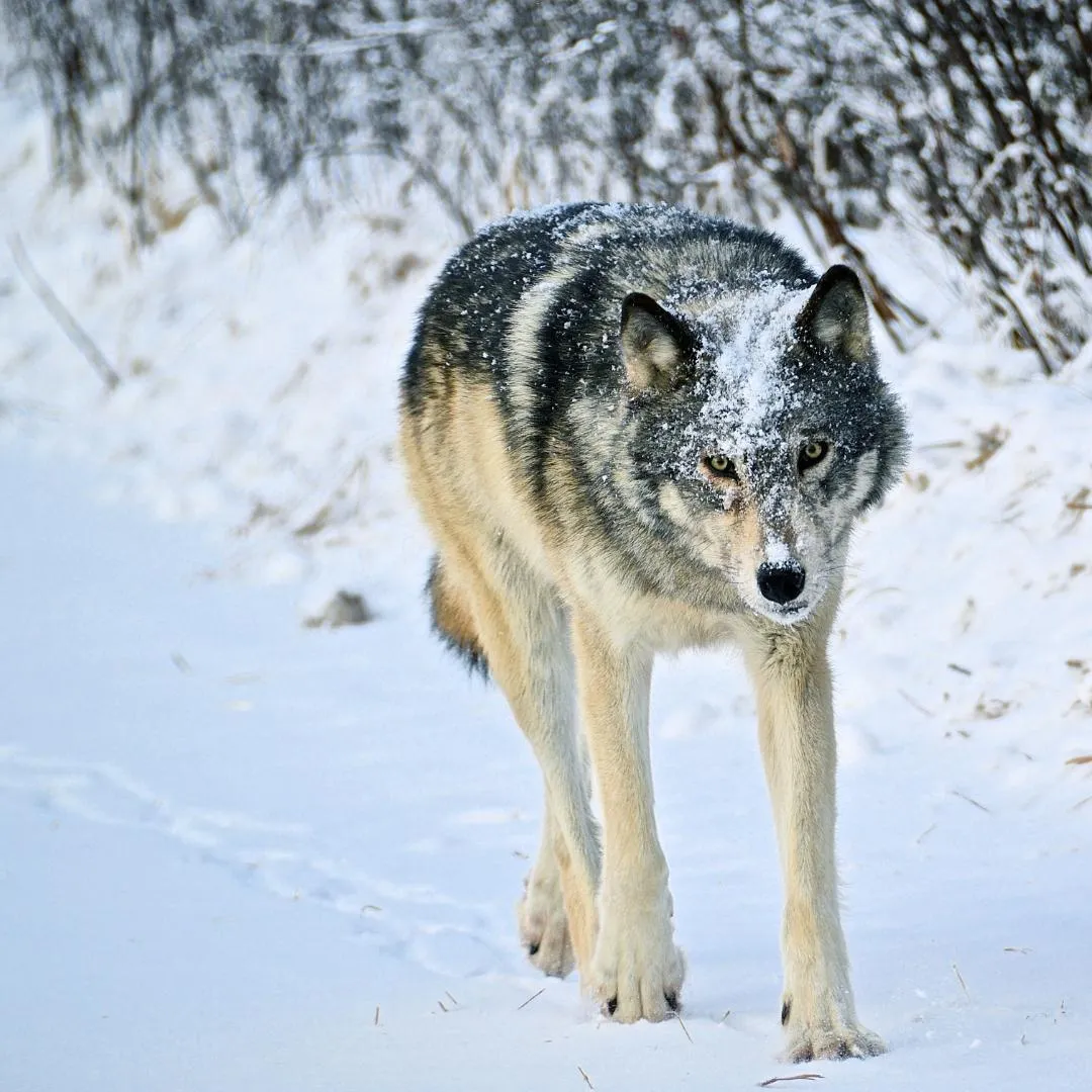 Northern Timberwolf in winter.