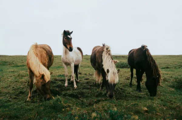 Let It Be Good Enough – What My Horse Taught Me About Knowing When to Stop
