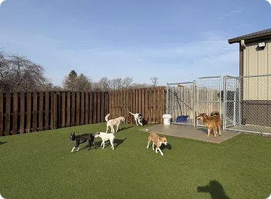 Outdoor play area at All Tails 'R' Waggin'