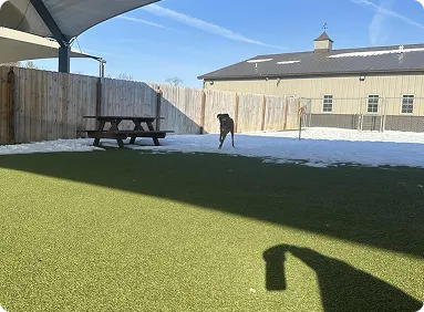 Spacious indoor dog daycare play area