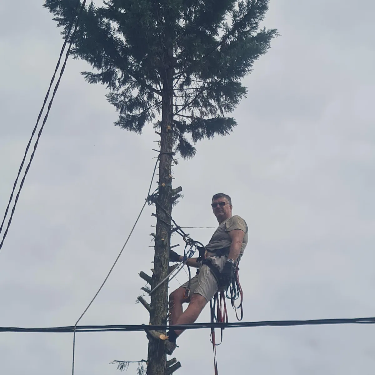 Favágás, korona ritkítás