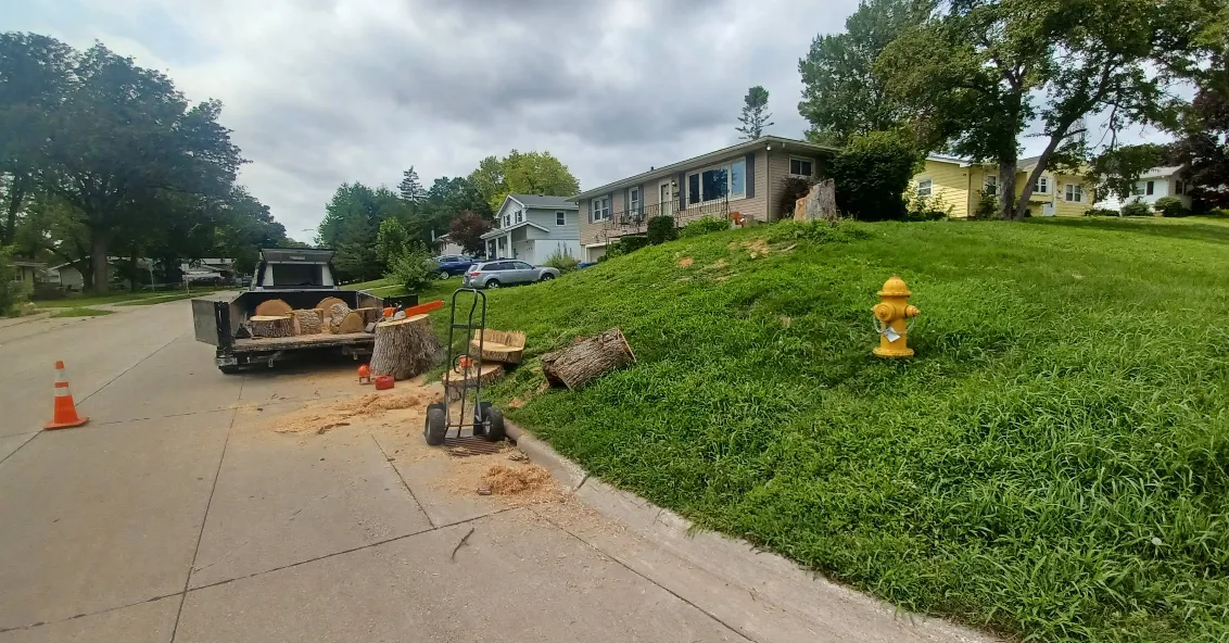 Professional Tree Removal Services