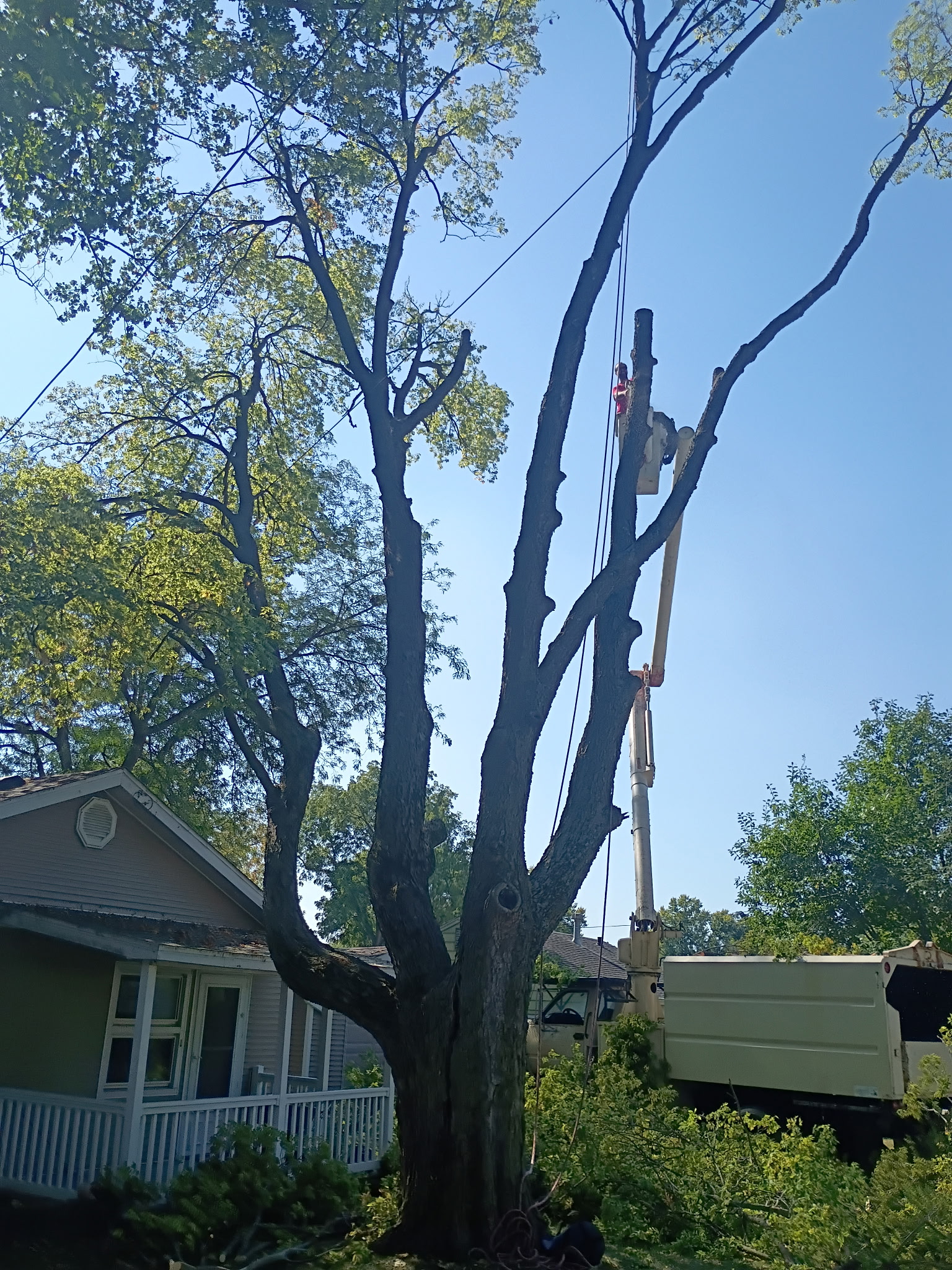 Tree Trimming and Pruning
