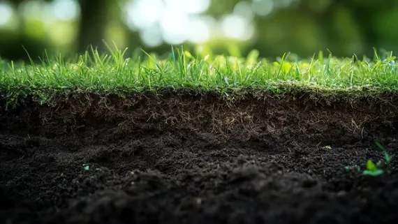 Grub Control and Mole Removal