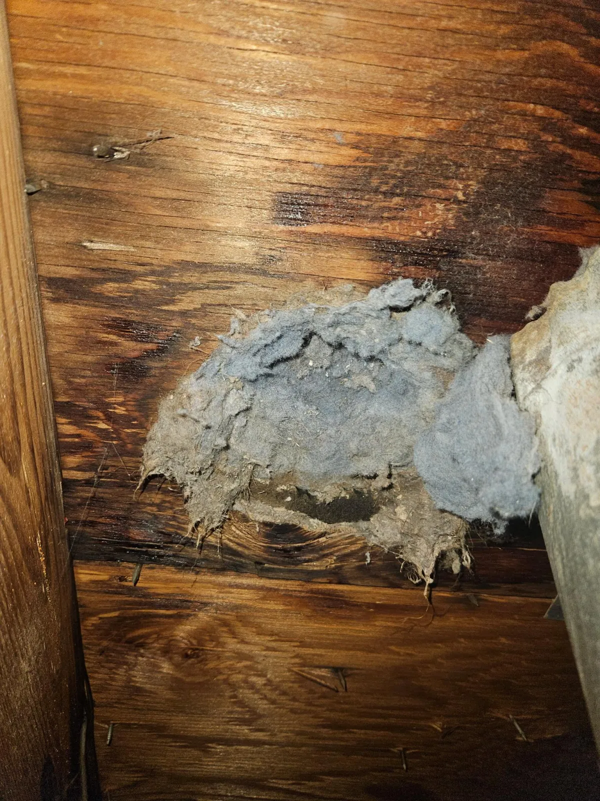 clogged dryer vent full of lint creating fire risk in Memphis home