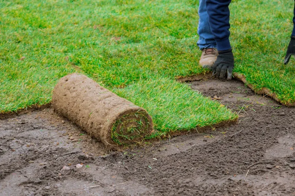 Sod being installed in a yard.