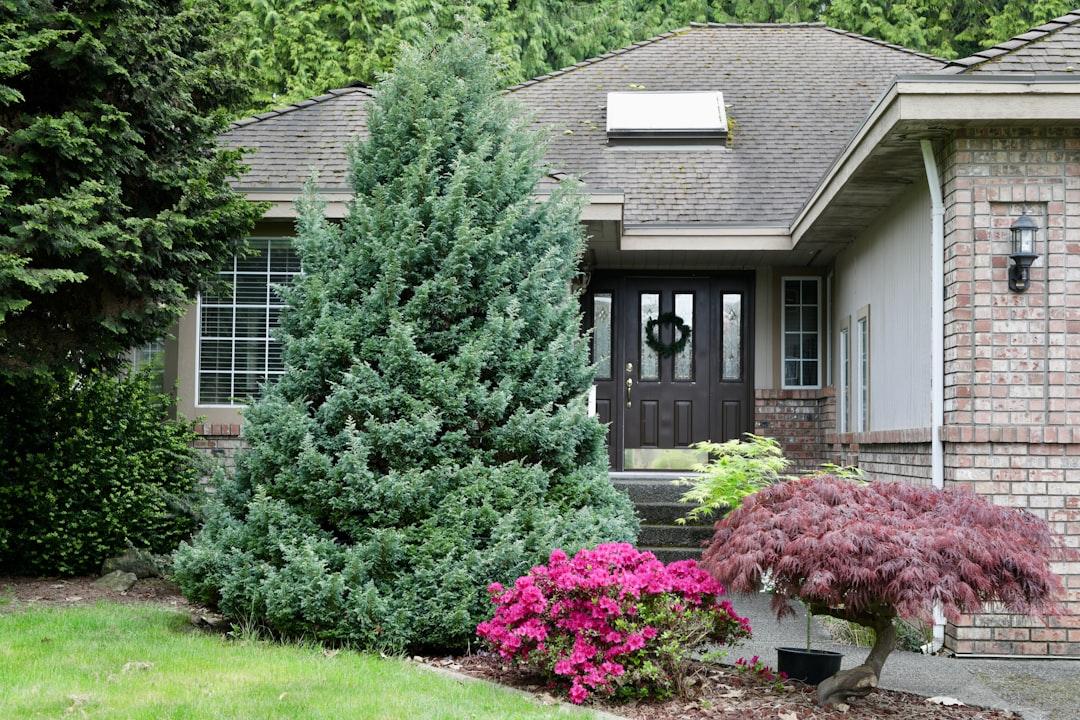 tree and shrub care
