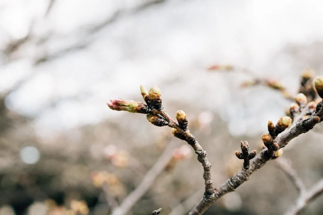spring tree care budding trees seasonal transition