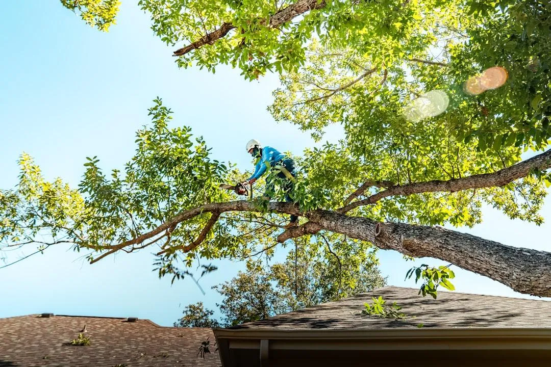 tree and shrub pruning