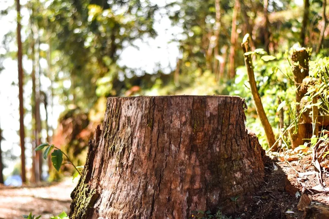 stump grinding near me cost
