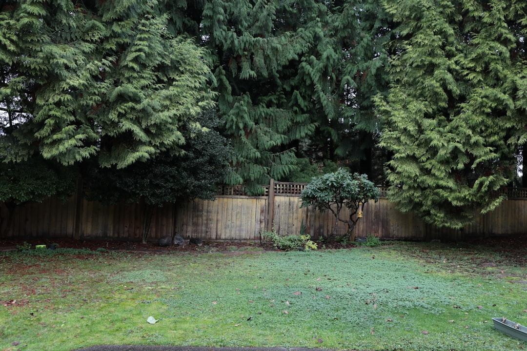 The Easiest and Fastest Ways to Remove Stubborn Tree Stumps