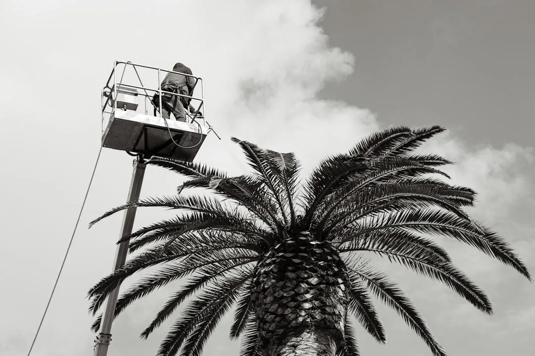 The Cost of Paradise: Average Cost to Trim Palm Trees