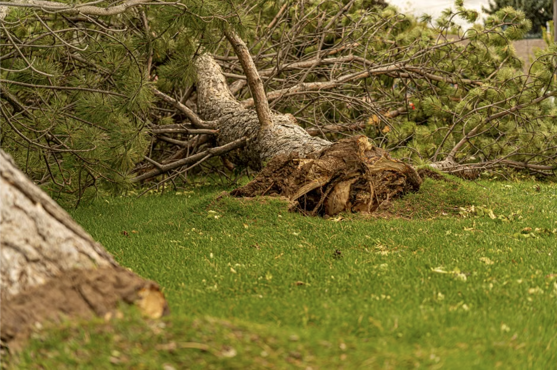 Hire Certified Arborists for Tree Removal After a Windstorm in Kamas