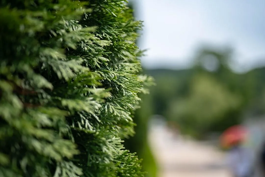 emerald cedar hedge