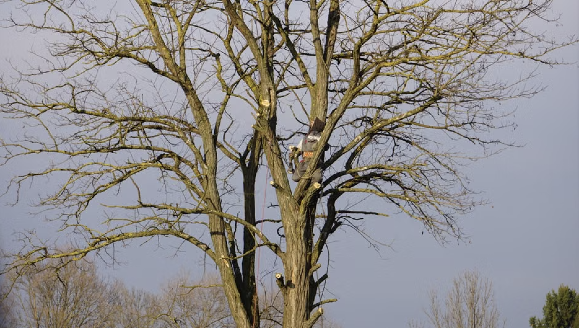 tree courses