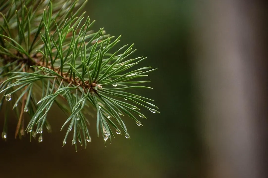 weeping pine