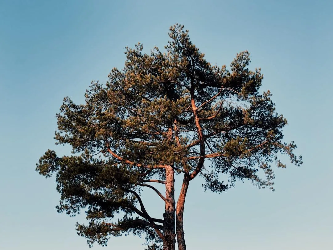 pine tree removal