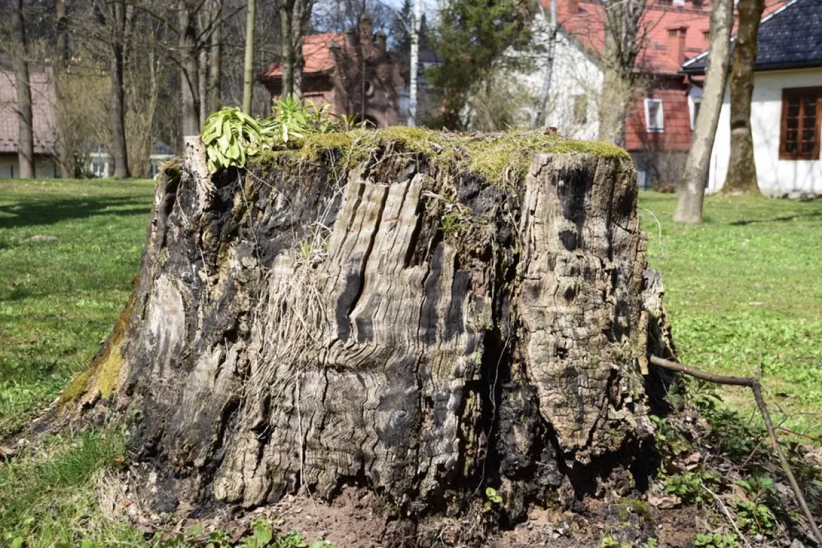 remove tree stump near me